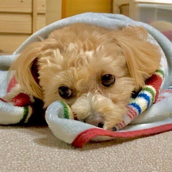 毛布にくるまって暖かそうなMIX犬