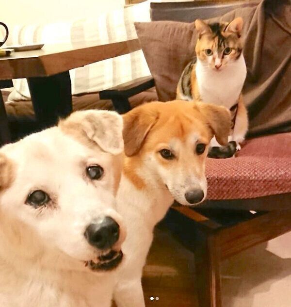 大集合するコロちゃん、ごんすけちゃん、チコちゃん