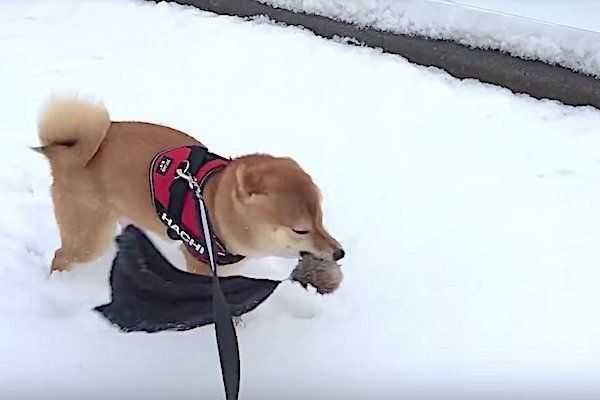 雪道ではしゃぐ柴犬
