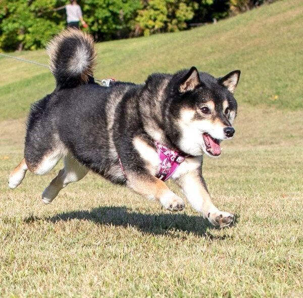 走る吾子ちゃん