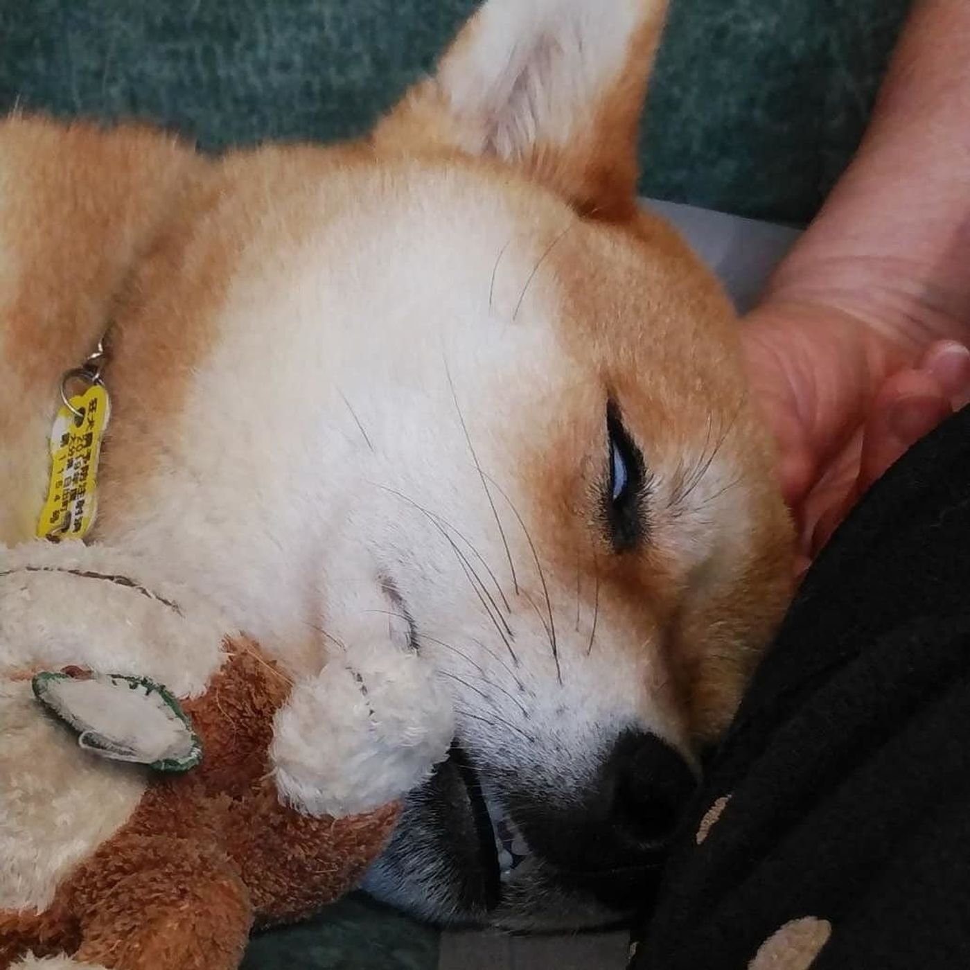 普段のかわいさとのギャップがスゴイ 笑 白目で寝る犬たち いぬのきもちweb Magazine 普段のかわいさとのギャップがスゴイ 笑 白目で寝る犬たち いぬのきもちweb Magazine