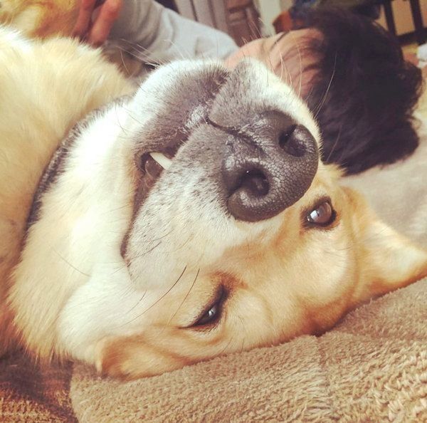 寝転がる福くん