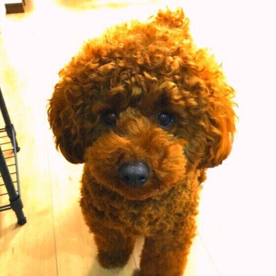 見つめるトイ・プードル