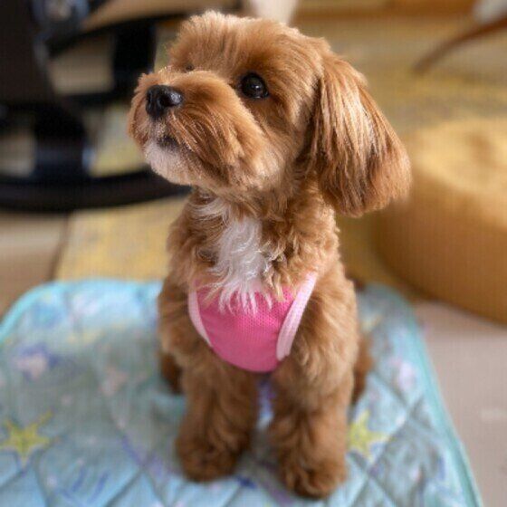 お座りする犬