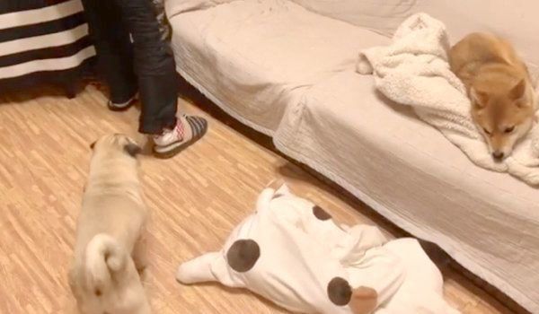 パパさんのお膝を待ち構えるラルくん