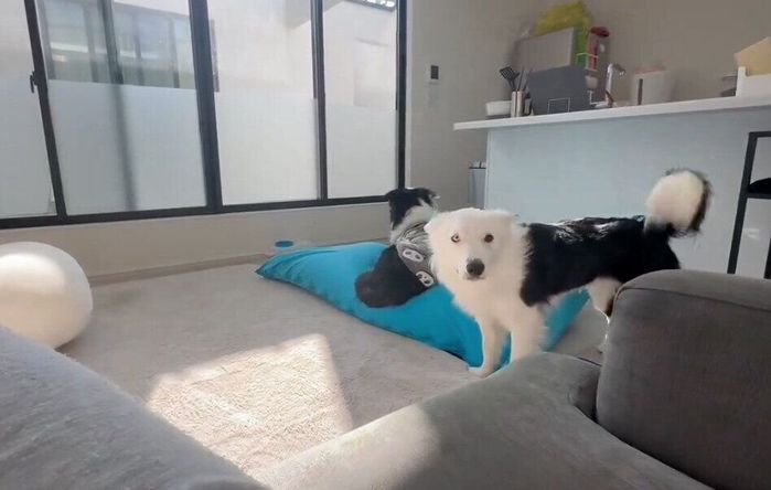 飼い主さんに助けを求めるような表情のキラくん