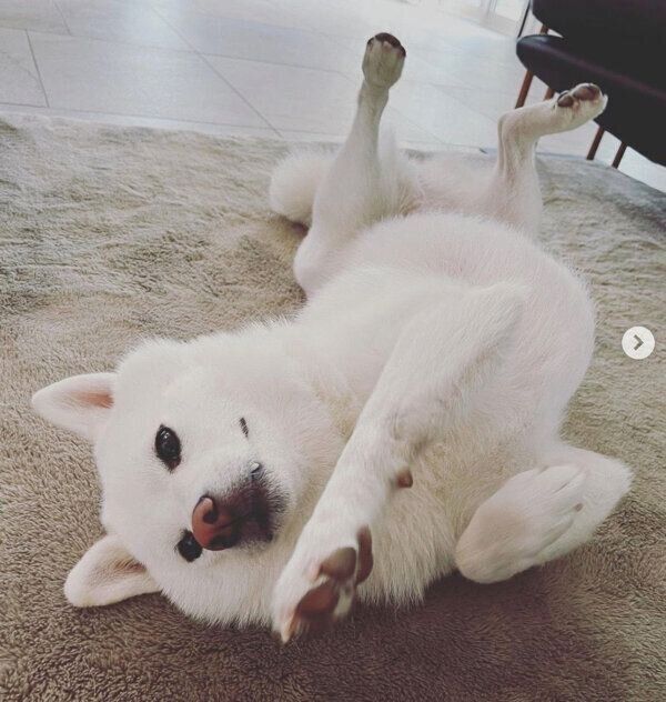 ヘソ天する雪ちゃん