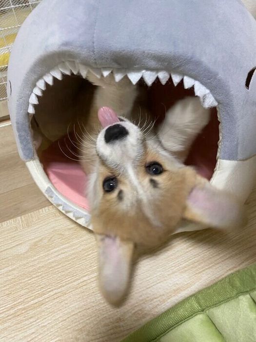 無邪気に遊ぶコパンちゃん