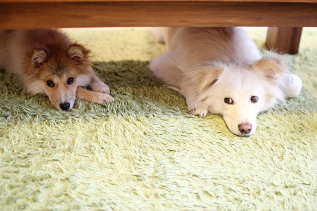 どんな犬も必ず落ち着く 穴澤賢の犬のはなし いぬのきもちweb Magazine どんな犬も必ず落ち着く 穴澤賢の犬のはなし いぬのきもちweb Magazine
