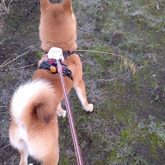 散歩する柴犬