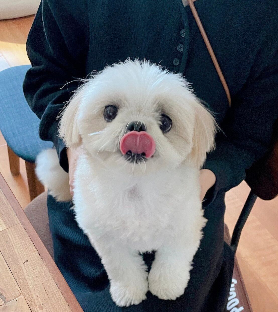 ベロを出すミカンちゃん