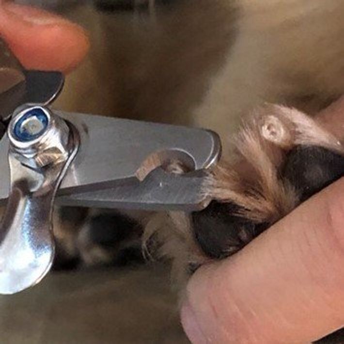 使いやすい ダイソー 100均 の 犬用つめきり 体験レビュー いぬのきもちweb Magazine 使いやすい ダイソー 100均 の 犬用つめきり 体験レビュー いぬのきもちweb Magazine