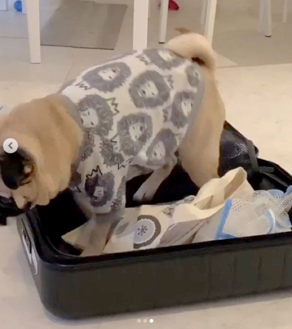 スーツケースをホリホリするパグ