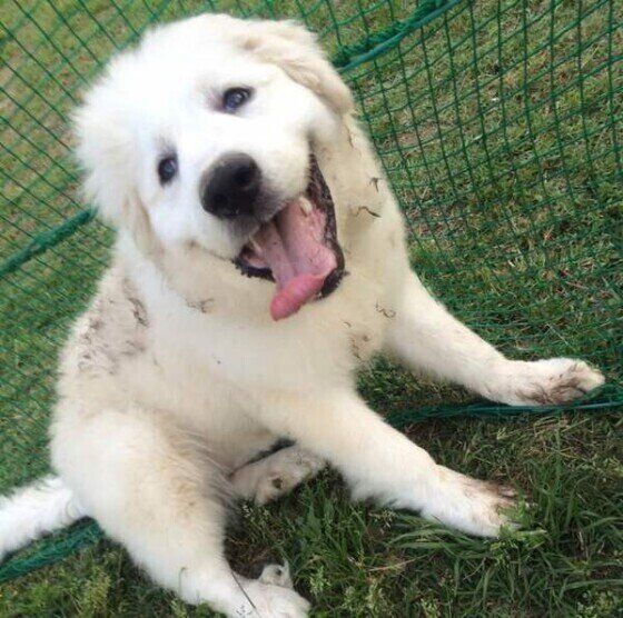 遊ぶグレート・ピレニーズ