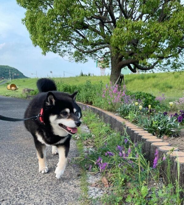 お散歩を楽しむたろうくん