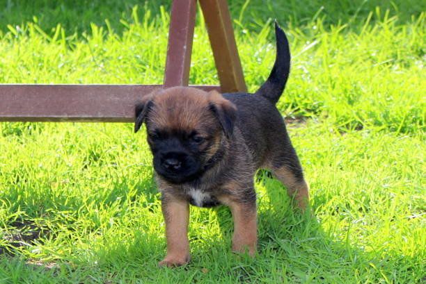 ボーダー テリアの特徴 性格 最新価格と飼い方 いぬのきもち 犬図鑑 いぬのきもちweb Magazine