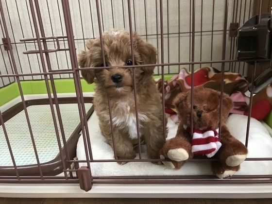 見つめるトイ・プードル