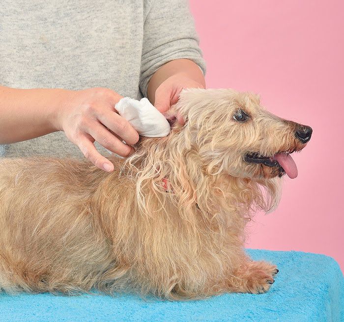 耳掃除をしている犬