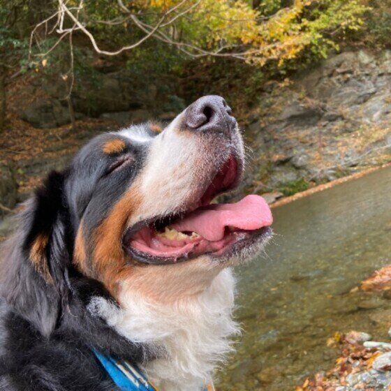 バーニーズ・マウンテン・ドッグ