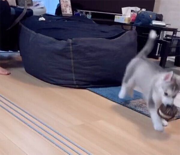 おもちゃをくわえてぴょこぴょこ走り出す、じょんすのーくん