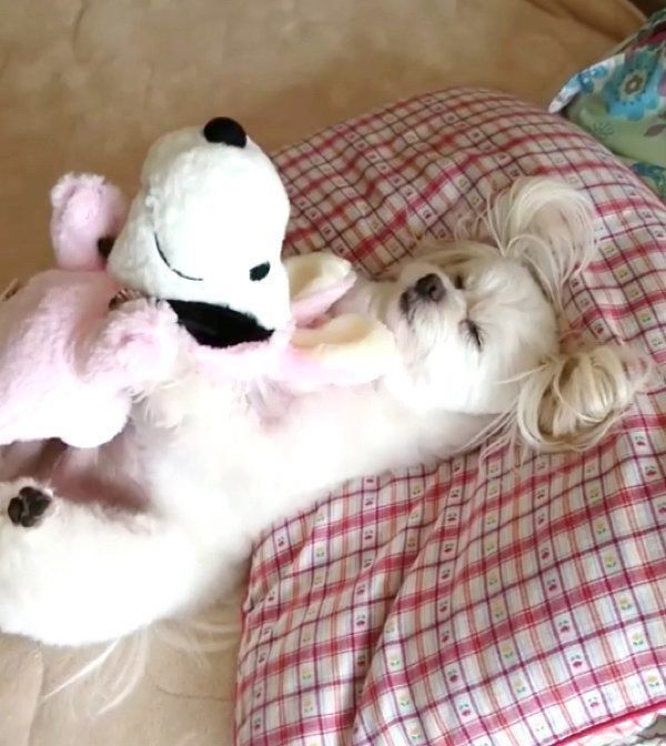 ぬいぐるみと眠るモコちゃん