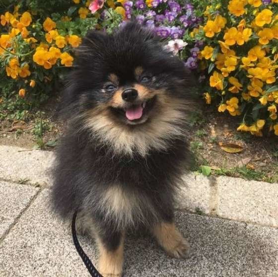 お出かけするポメラニアン