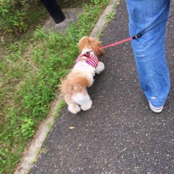 お散歩するシー・ズー