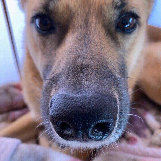 サラサラ？ネバネバ？出血？犬の鼻水の状態からわかる病気 いぬのきもち