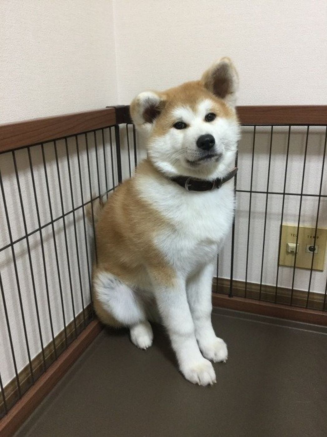犬に生のイカは危険 万が一食べてしまったときの対処法は いぬのきもちweb Magazine 犬に生のイカは危険 万が一食べてしまったときの対処法は いぬのきもちweb Magazine