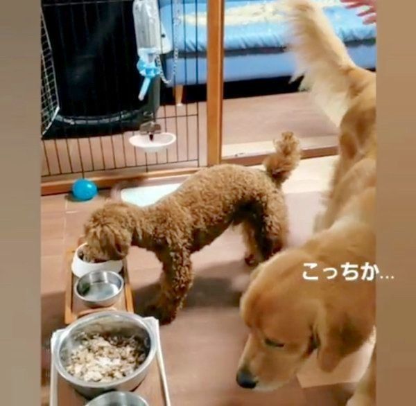 ごはんを食べるゴールデン・レトリーバーとトイ・プードル
