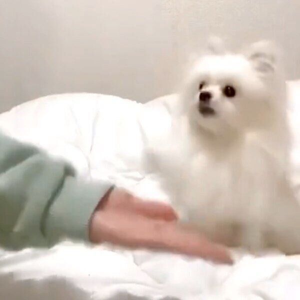 オテをするかわいーぬちゃん