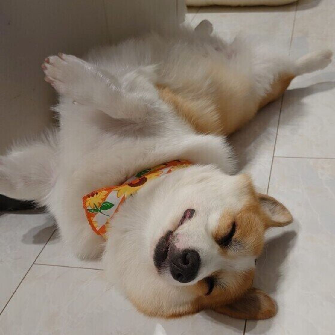 犬がおなかを見せるとき の3つの心理 可愛い ヘソ天 もご紹介 いぬのきもちweb Magazine 犬がおなかを見せるとき の3つの心理 可愛い ヘソ天 もご紹介 いぬのきもちweb Magazine