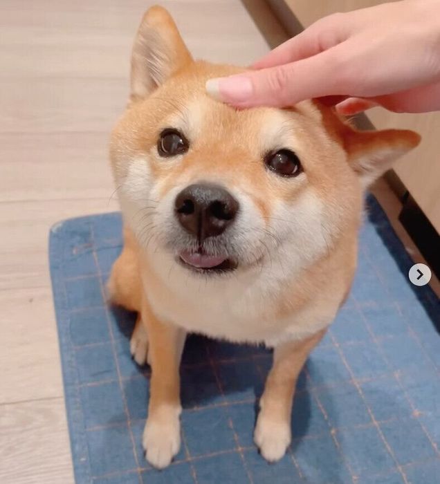 6才になったちくわくん