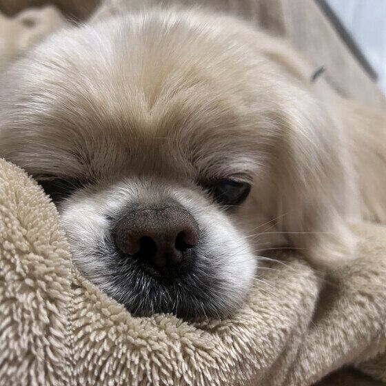 眠そうな顔のチベタン・スパニエル