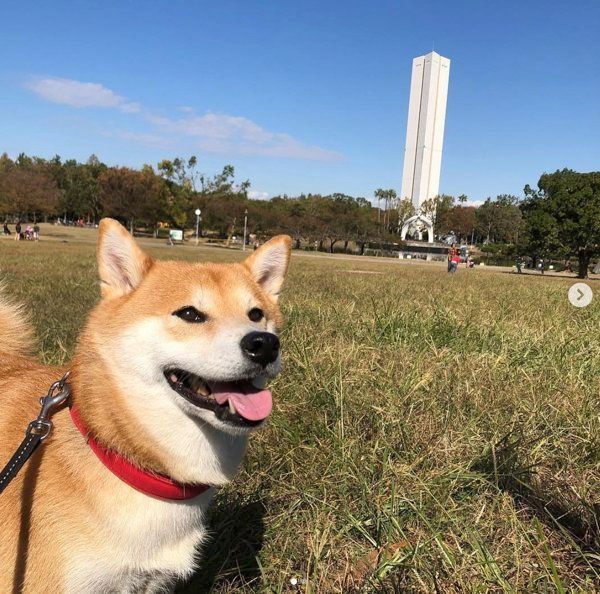 柴犬のここちゃん