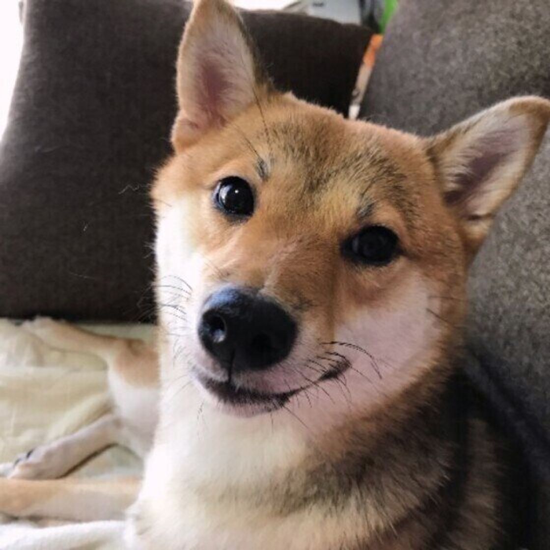 犬の眉毛の役割 とは お手入れしてもいいの 眉毛の構造について解説 いぬのきもちweb Magazine 犬の眉毛の役割 とは お手入れしてもいいの 眉毛の構造について解説 いぬのきもちweb Magazine