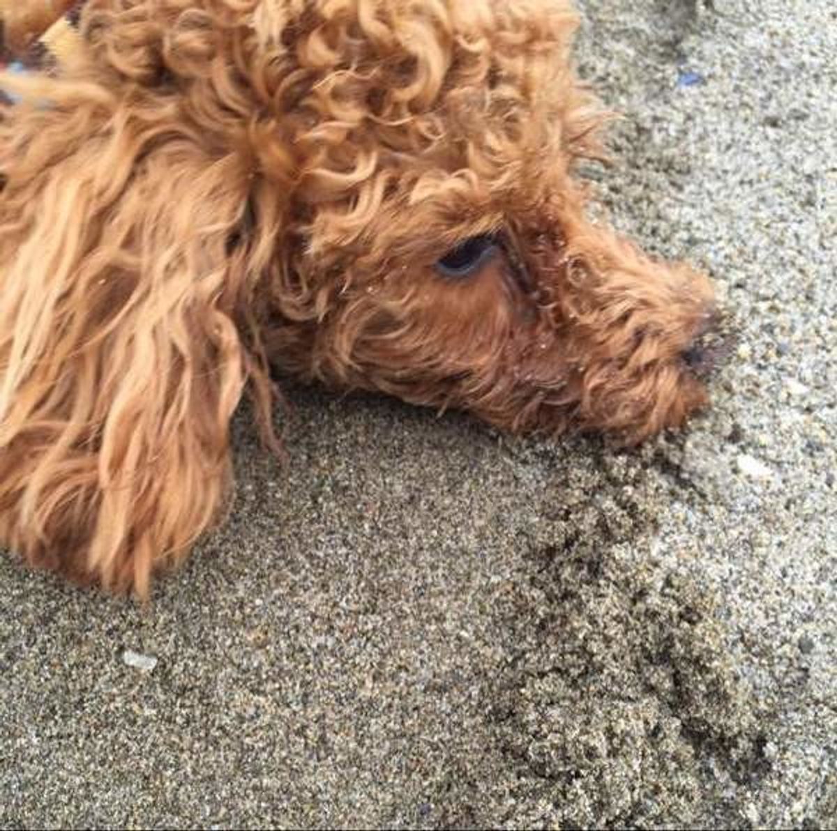 靴下 おもちゃ 愛犬がお気に入りをコレクションする 可愛すぎる理由 いぬのきもちweb Magazine 靴下 おもちゃ 愛犬がお気に入りをコレクションする 可愛すぎる理由 いぬのきもちweb Magazine