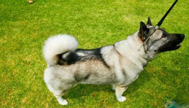 ノルウェジアン・エルクハウンド・グレー