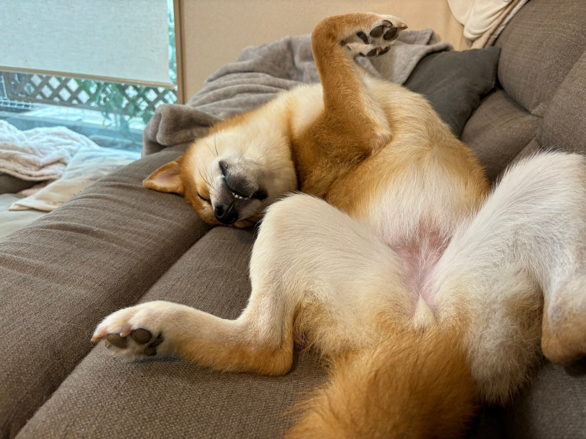 気持ちよさそうに眠るこつぶちゃん