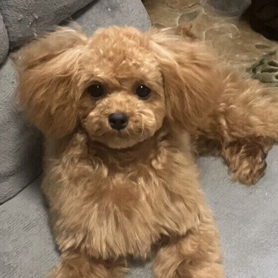 トリミングデビューしたあずきくん