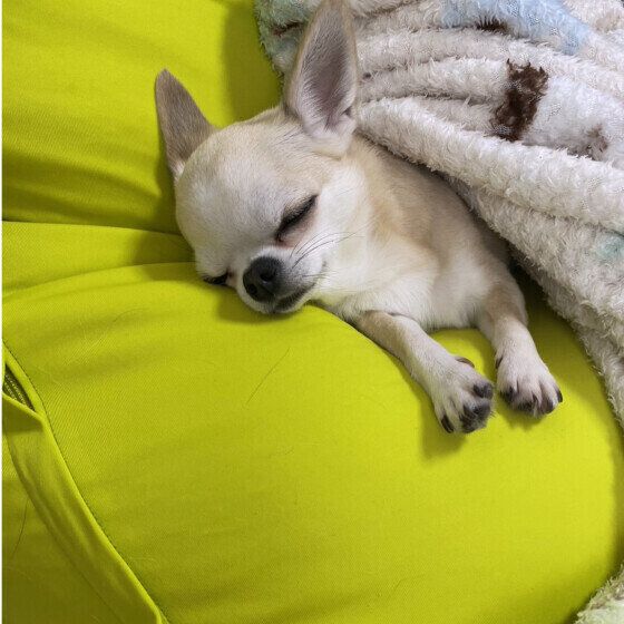 チワワのカイくん♪