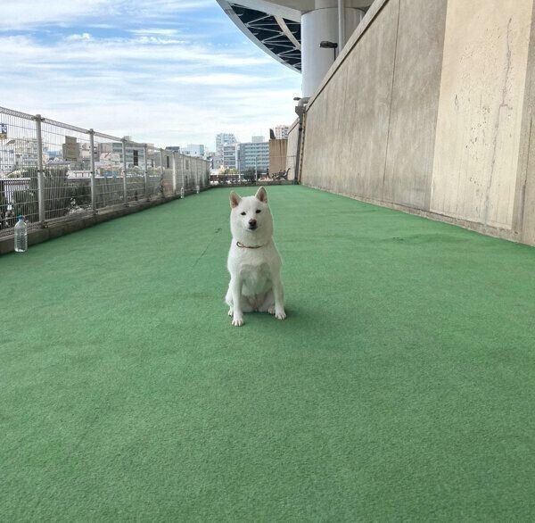 ドッグランで走らないゆきみちゃん