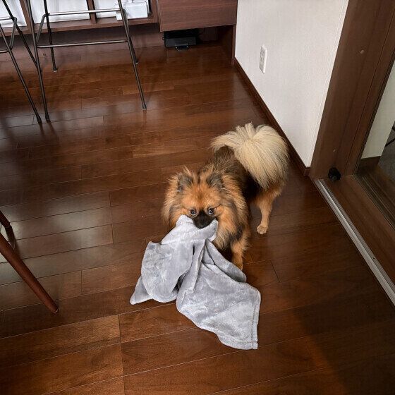 ポメラニアン  取れるもんなら、取ってみ