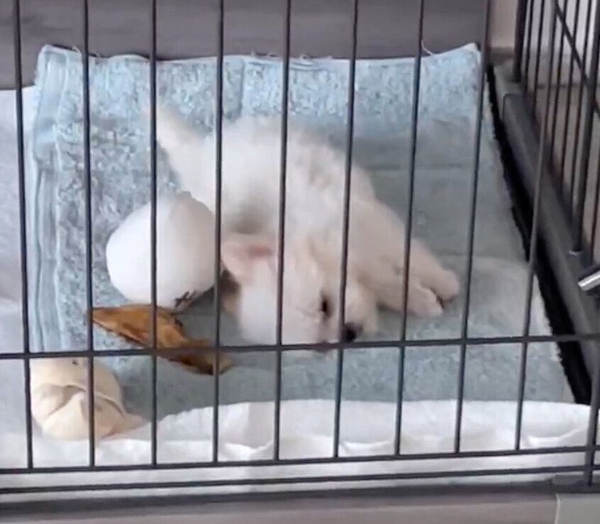 お迎え初日のみみちゃん