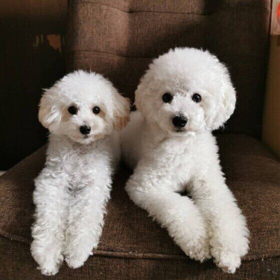 万が一の災害に備えた犬の非常食、何を備蓄しておけばいい？ いぬのきもち