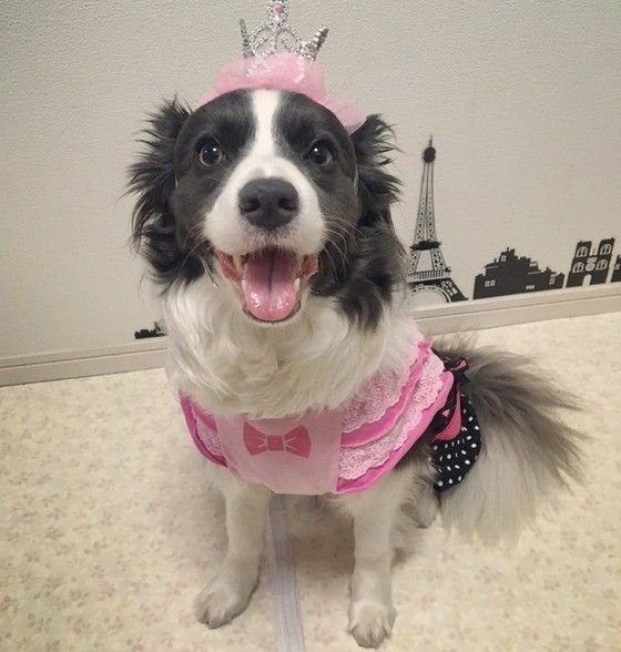 お誕生日のボーダー・コリー