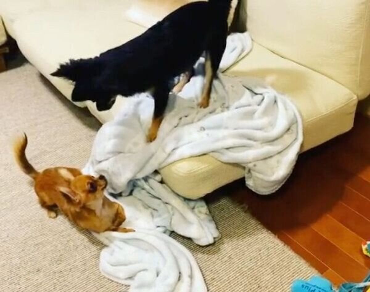 もう騙されないぞ ソファに隠れていた同居犬に驚かされる犬 経験を活かして回避に成功 いぬのきもちweb Magazine