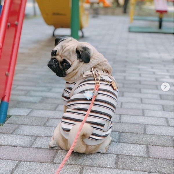 駄々をこねるパグ