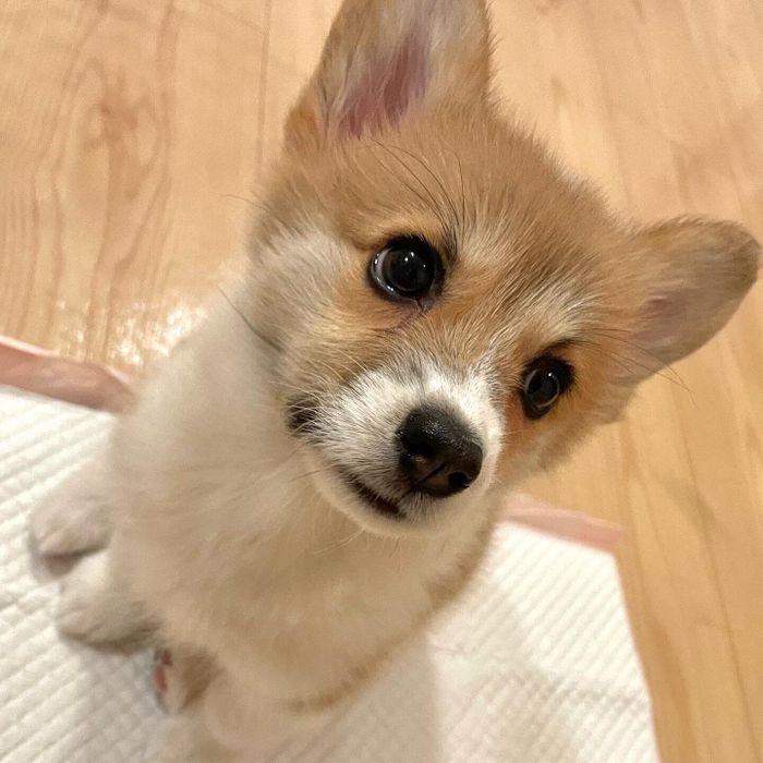 子犬時代のこむぎちゃん