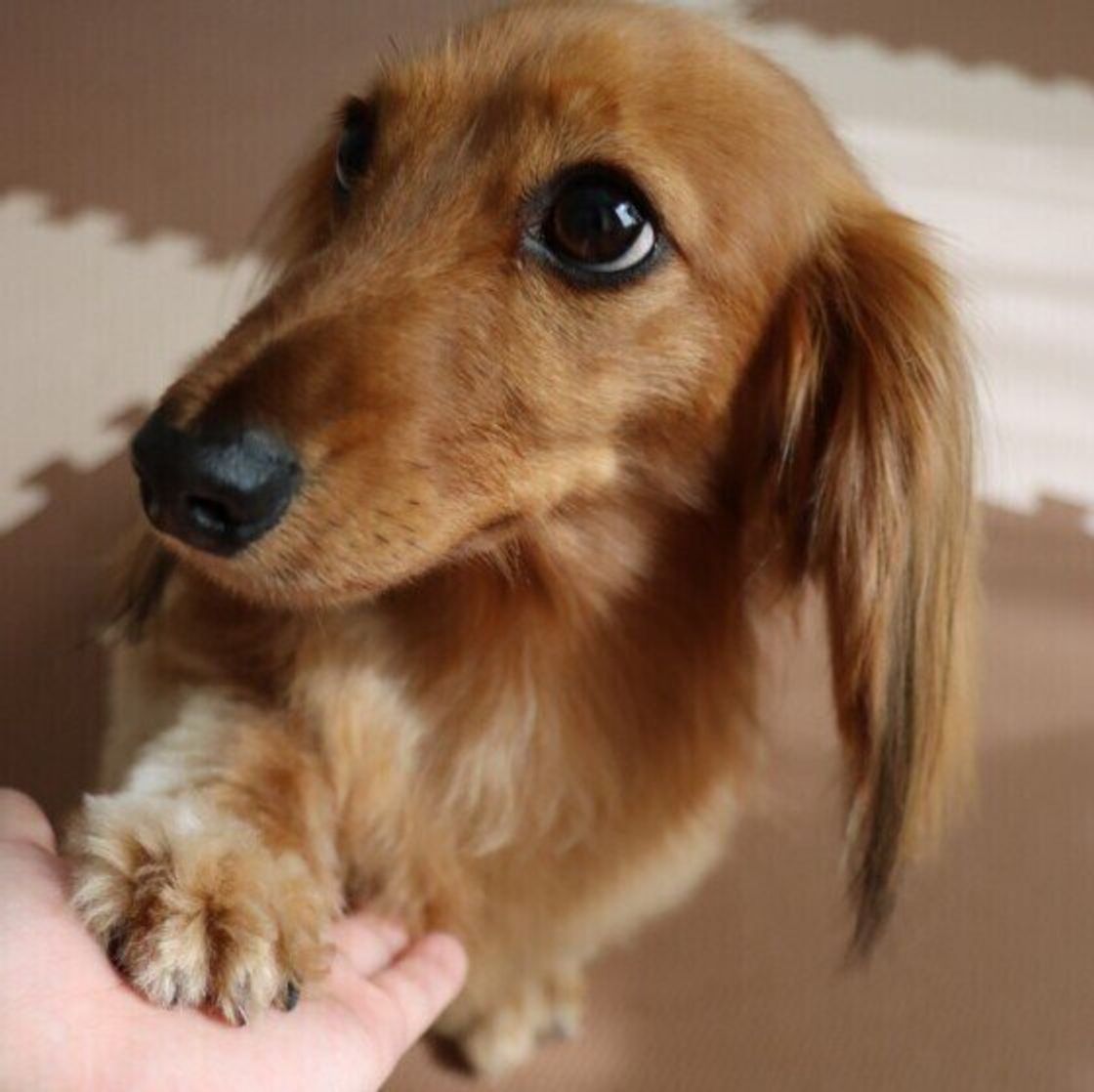 犬は ひとりぼっち だと寂しいと思う 犬のホンネを獣医師が解説 いぬのきもちweb Magazine 犬は ひとりぼっち だと寂しいと思う 犬のホンネを獣医師が解説 いぬのきもちweb Magazine